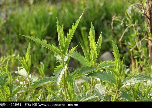 荨麻照片,揭秘神秘植物的世界