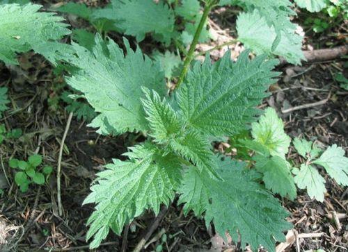 荨麻照片,揭秘神秘植物的世界