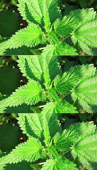 荨麻照片,揭秘神秘植物的世界