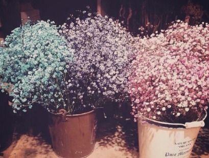 满天星的资料,满天星的自然魅力与科学解读