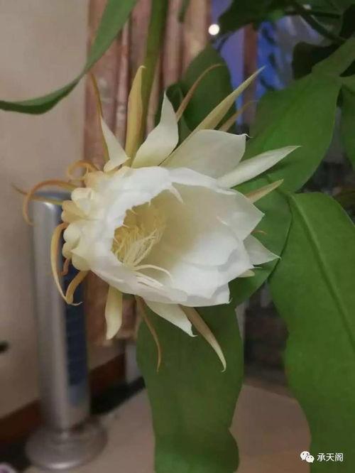 花归图片,探寻自然之美与心灵共鸣的视觉之旅