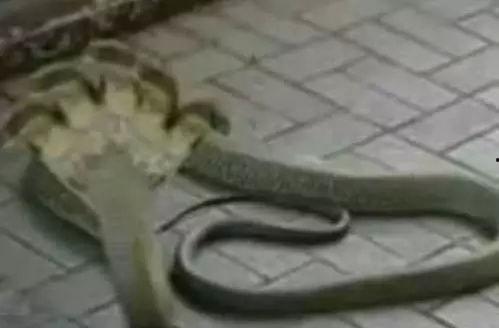 五头蛇照片,探寻神秘生物的神秘面纱