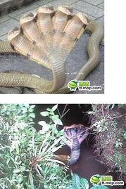 五头蛇照片,探寻神秘生物的神秘面纱