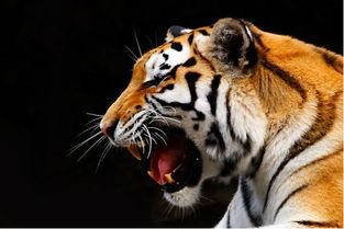 被老虎咬伤女人背景,被老虎咬伤女人的惊心动魄求生记