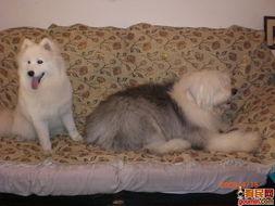 古牧八卦哥哥,揭秘八卦哥哥的传奇人生