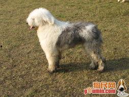 古牧八卦哥哥,揭秘八卦哥哥的传奇人生